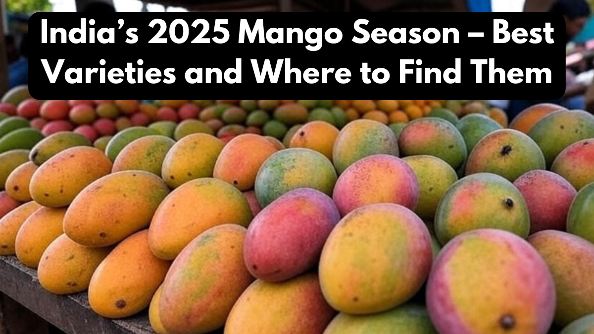 India’s 2025 Mango Season – Best Varieties and Where to Find Them